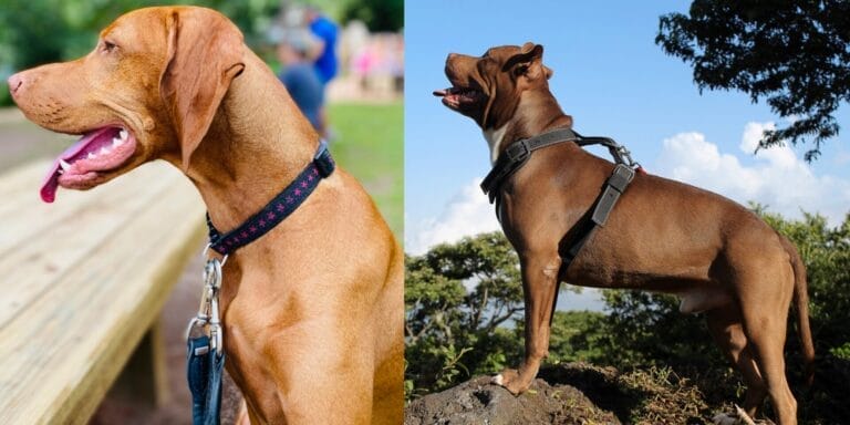 Zwei Hunde: einer mit Halsband und einer mit Hundegeschirr